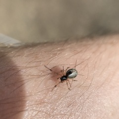 Theridion theridioides