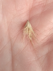 Bouteloua rigidiseta