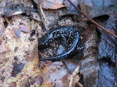 Plethodon albagula