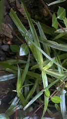 Murdannia keisak