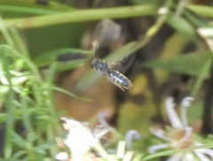 Lasioglossum fuscipenne