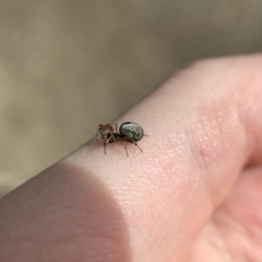 Theridion theridioides