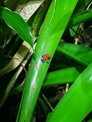 Oophaga pumilio