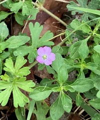 Geranium solanderi