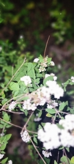 Stevia ovata