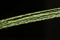 Digitaria velutina
