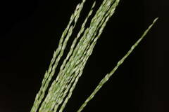 Digitaria velutina