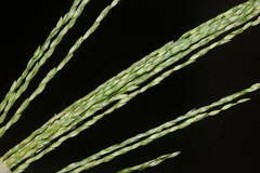 Digitaria velutina