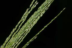 Digitaria velutina
