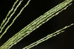 Digitaria velutina