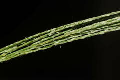 Digitaria velutina