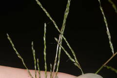 Digitaria velutina