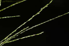 Digitaria velutina