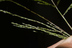 Digitaria velutina