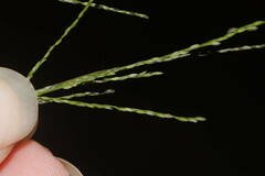 Digitaria velutina