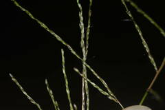 Digitaria velutina