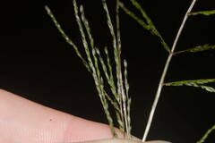 Digitaria velutina