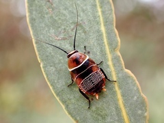 Ellipsidion