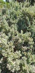 Chenopodium parabolicum