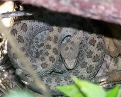 Crotalus pricei