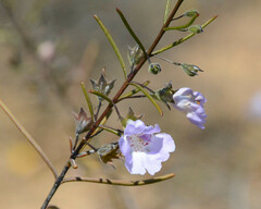Hemigenia westringioides