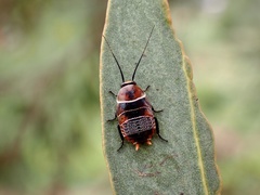Ellipsidion