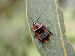 Ellipsidion
