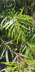 Acacia uncifolia