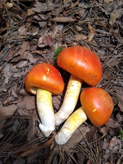 Amanita basii