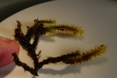 Breutelia pendula