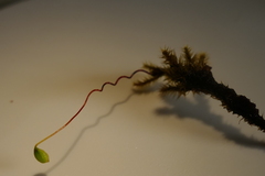 Breutelia pendula