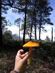 Amanita basii