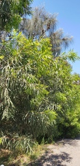 Acacia uncifolia