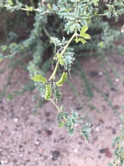 Parkinsonia praecox