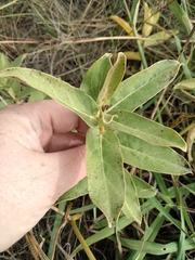 Asclepias viridis