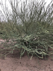 Parkinsonia praecox