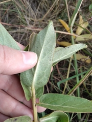 Asclepias viridis