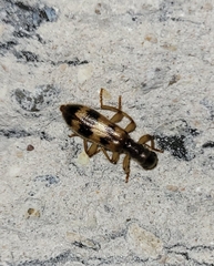 Cymatodera undulata