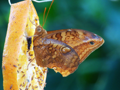 Opsiphanes boisduvallii