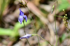 Glossodia major