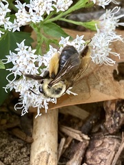 Melissodes dentiventris