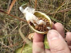 Asclepias viridis