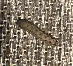 Spodoptera dolichos