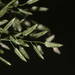 Eragrostis cilianensis - Photo (c) Kevin Faccenda, alguns direitos reservados (CC BY), uploaded by Kevin Faccenda