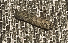 Spodoptera dolichos