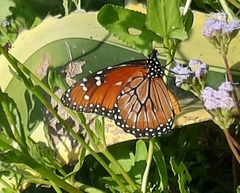 Danaus eresimus