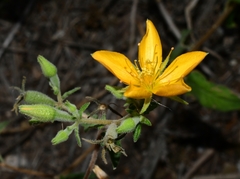 Mentzelia incisa