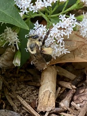 Melissodes dentiventris