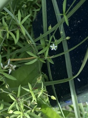 Caryophyllaceae