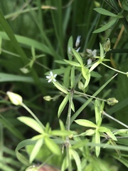 Caryophyllaceae